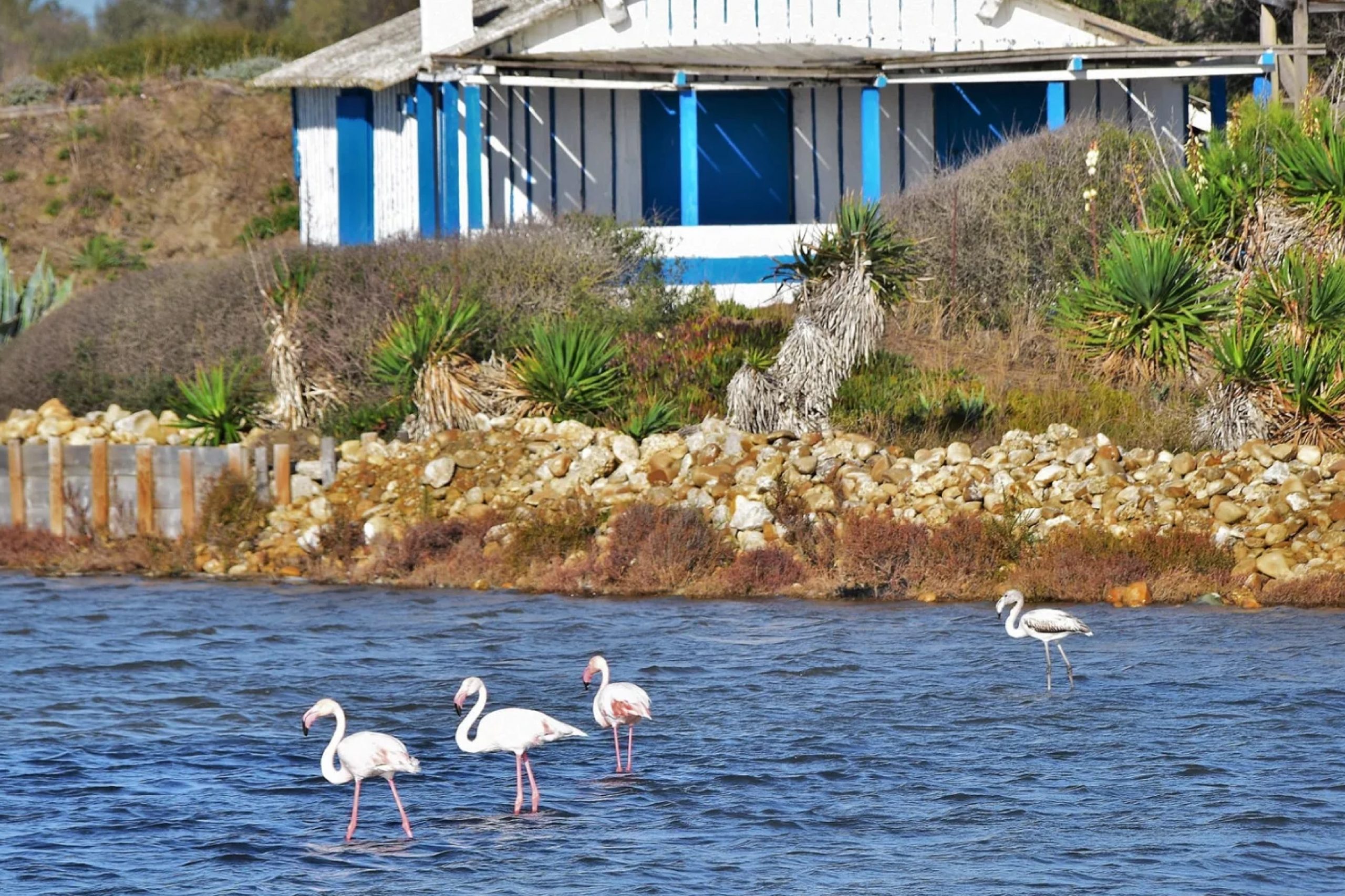 camargue