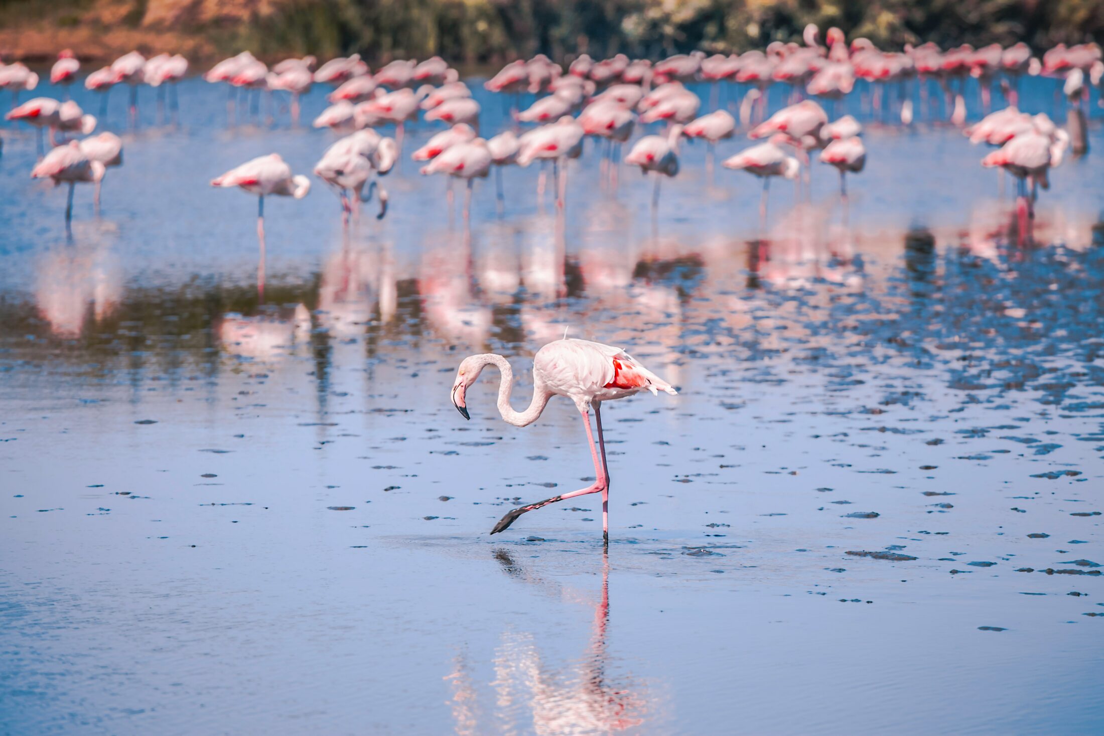 La Camargue à vélo