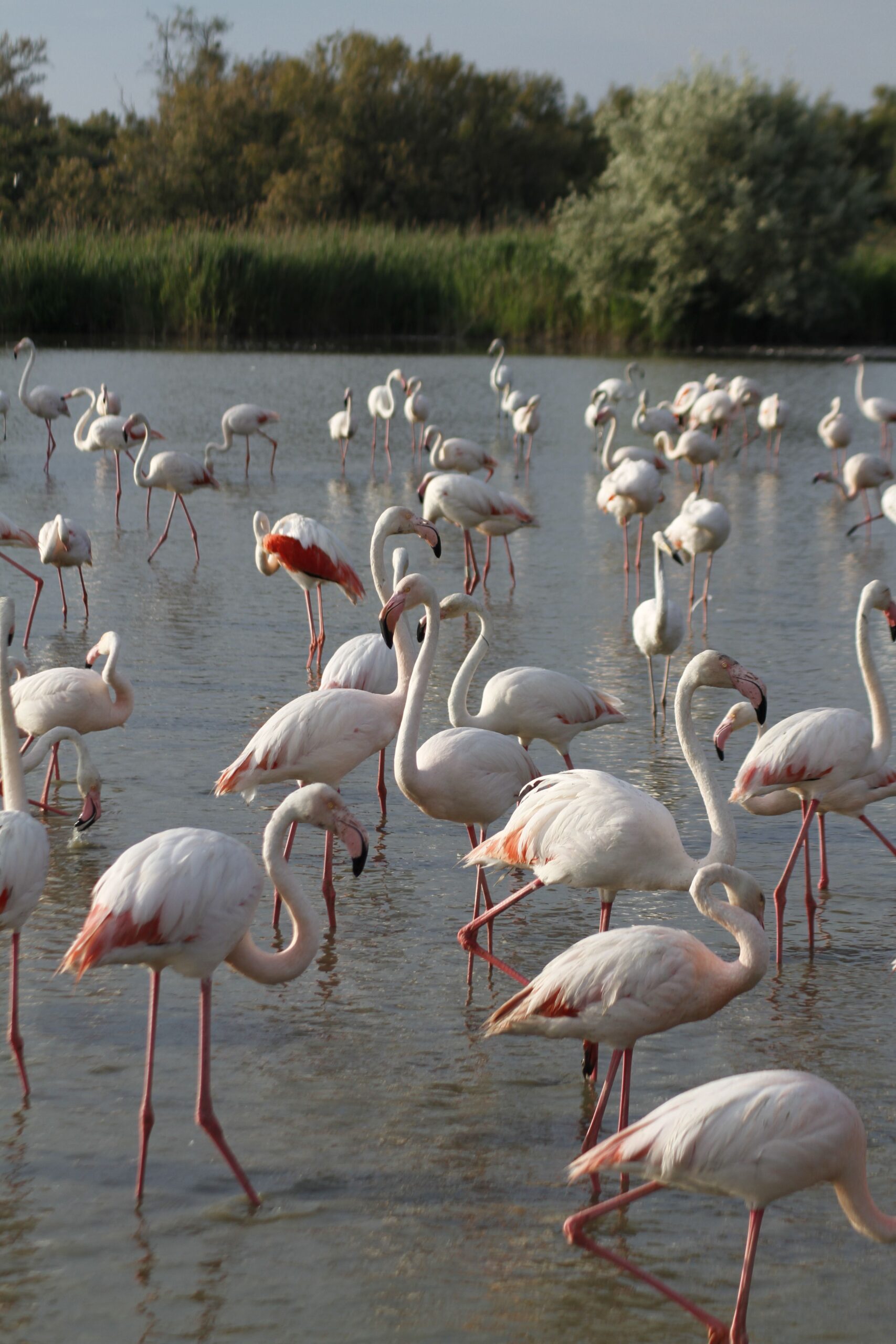 pexels-diego-ferrari-33201434-27027546